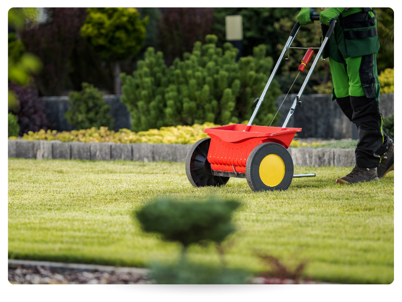 lawn overseeding